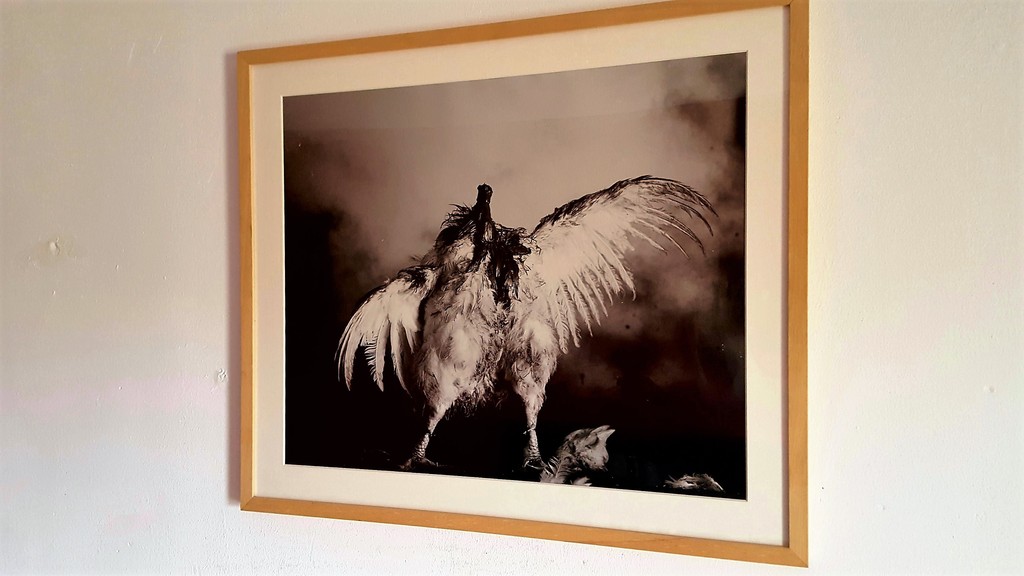 Paul Blanca, foto, 'pollo sin cabeza', oplage 5 verkocht voor € 350!