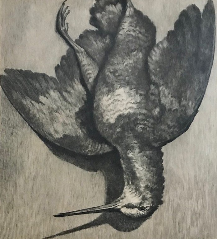 Ets van een dode vogel. kopen? Bied vanaf 1!