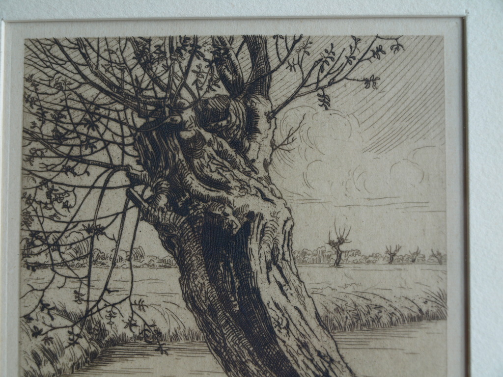Dirk Harting (1884–1970) : Ets – Knotwilg – Gesigneerd & ingelijst – ca 1935 kopen? Bied vanaf 1!