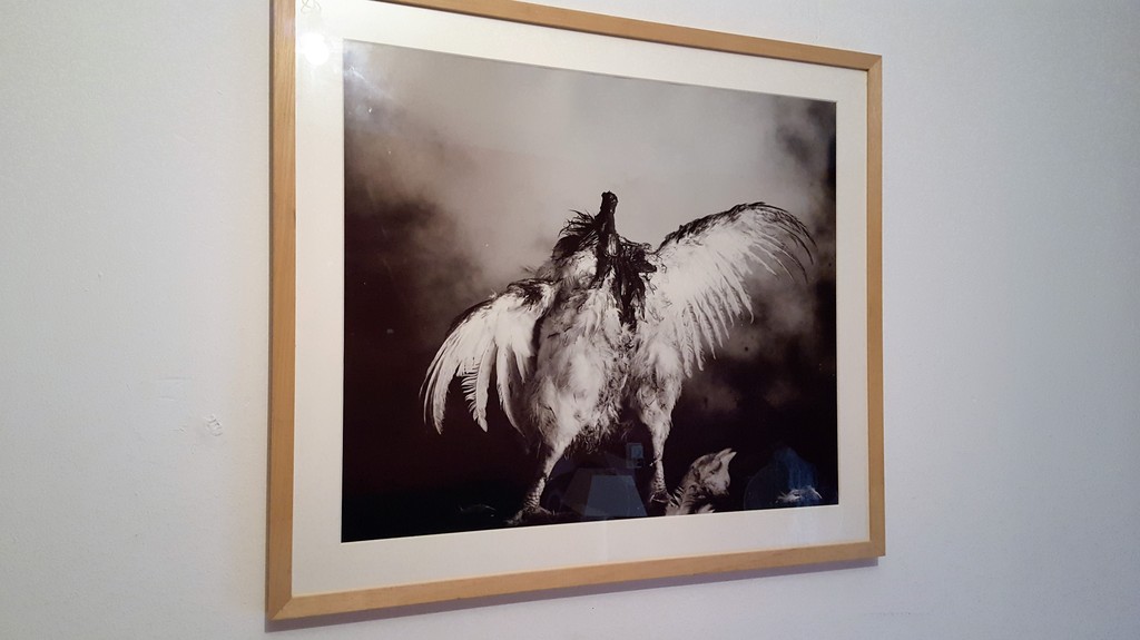 Paul Blanca, foto, 'pollo sin cabeza', oplage 5  kopen? Bied vanaf 350!