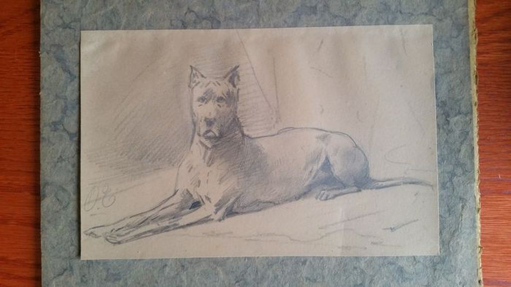 Deense Dog kopen? Bied vanaf 500!