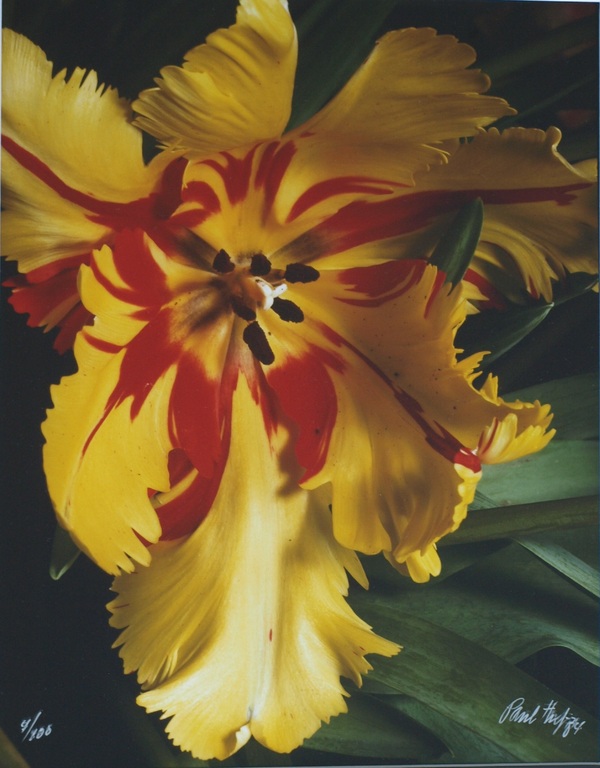 Paul Huf : Foto - Flowers - Tulp - Gesigneerd - Ingelijst - 1984  verkocht voor € 275!