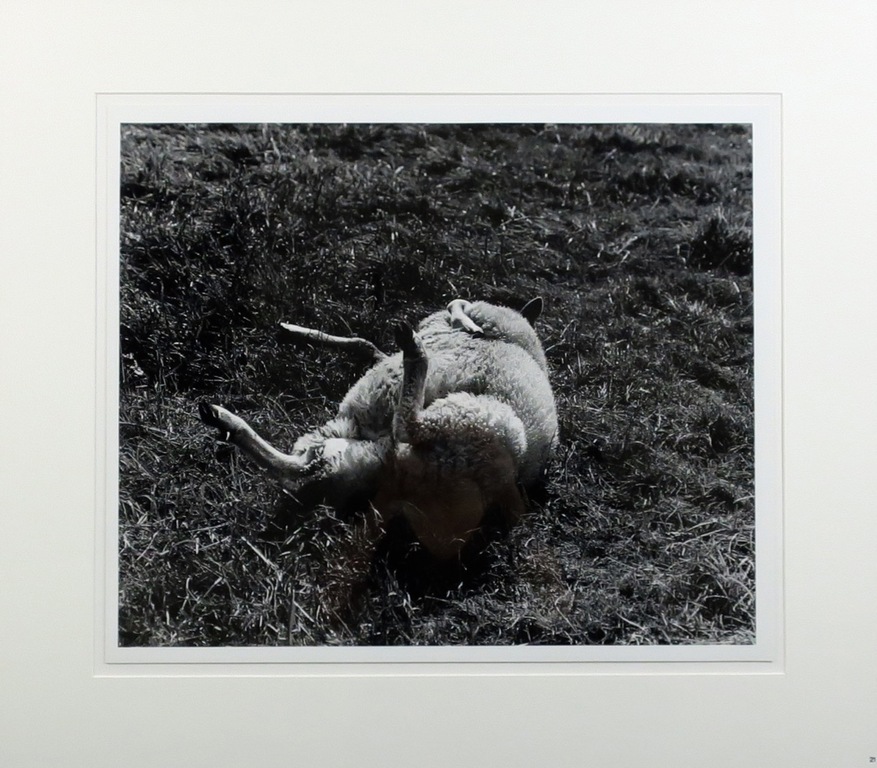 Freddy Rikken: Foto, Schaap - Ingelijst kopen? Bied vanaf 20!