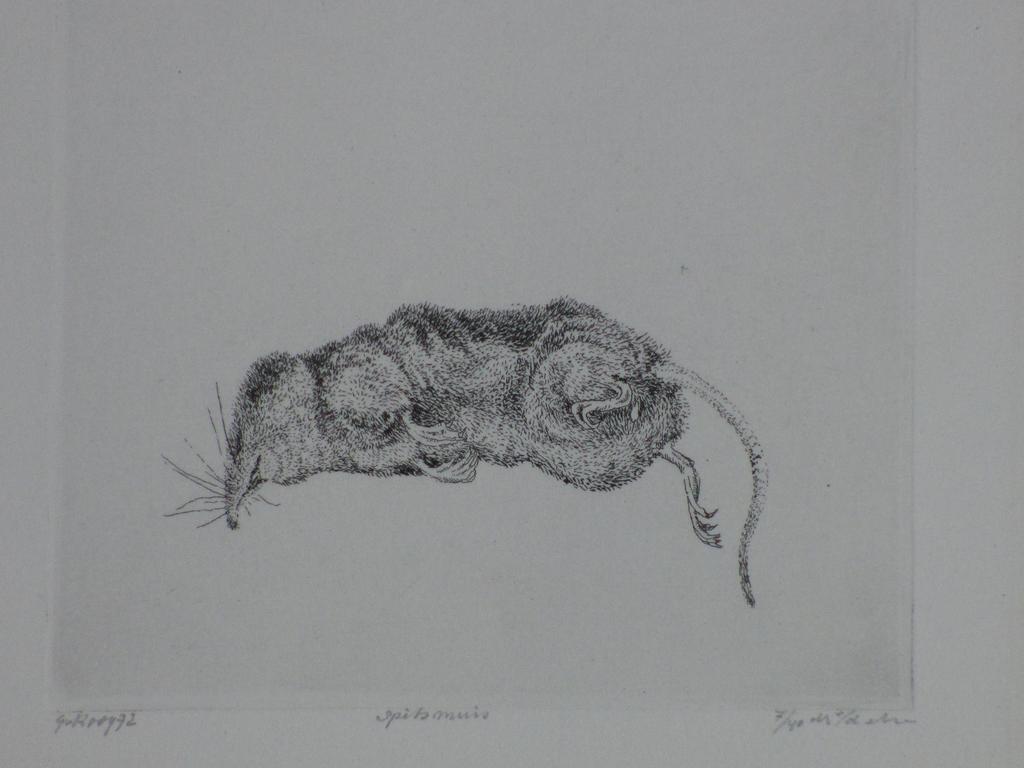 Gerard van Rooy, Spitsmuis, Ets verkocht voor € 50!