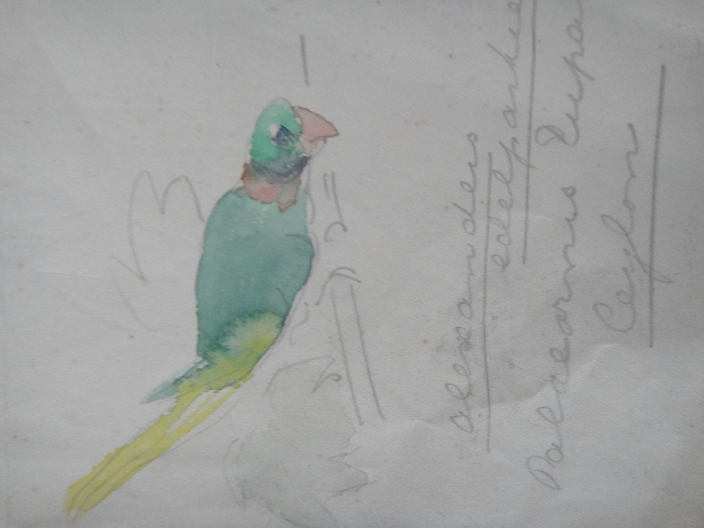 Tini van Doornik (1906-1980), aquarel, 4 schetsen van vogels kopen? Bied vanaf 1!