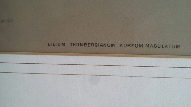 Arentina Arendsen, Kleurenlitho, Lelies / Lilium kopen? Bied vanaf 1!