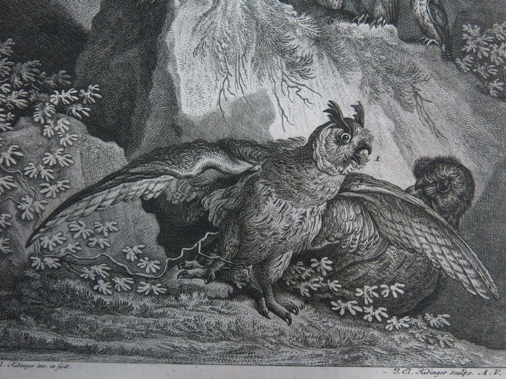 Johann Elias Ridinger: Ets, Uil II kopen? Bied vanaf 35!