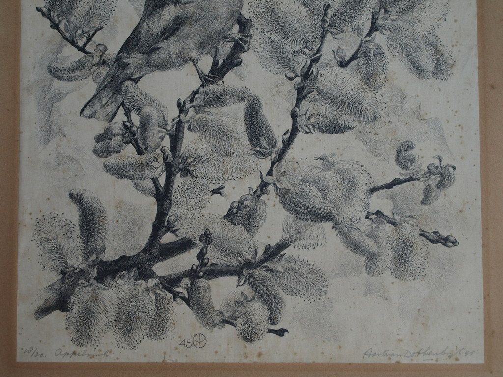 Aart van Dobbenburgh : Litho , Appelvink – Gesigneerd – 1945 – oplage 30 kopen? Bied vanaf 1!