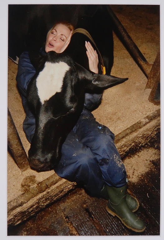 Onbekende kunstenaar: Foto, Koeknuffel kopen? Bied vanaf 1!