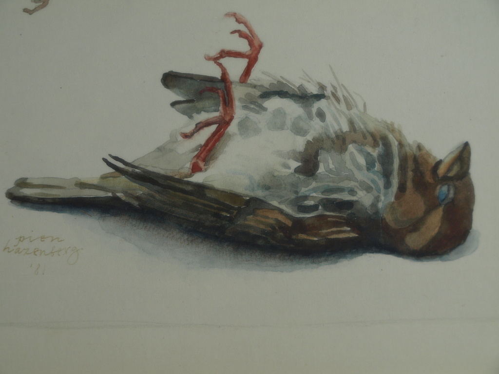 Pien Hazenberg (1942-) – Aquarel, Dooie mus / Sparrow - 1981 kopen? Bied vanaf 1!