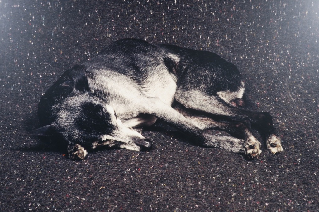 Maarten Wetsema: Foto op aluminium, Rik op bed - Ingelijst kopen? Bied vanaf 50!