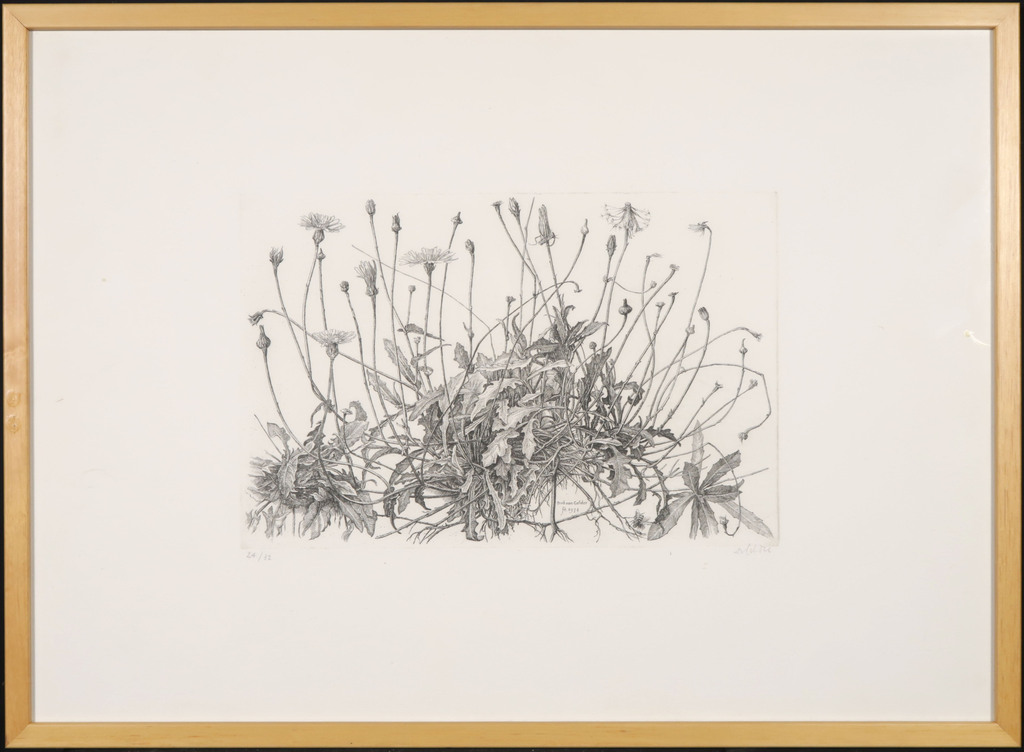 Dirk van Gelder: Ets, Paardenbloem - Ingelijst kopen? Bied vanaf 100!