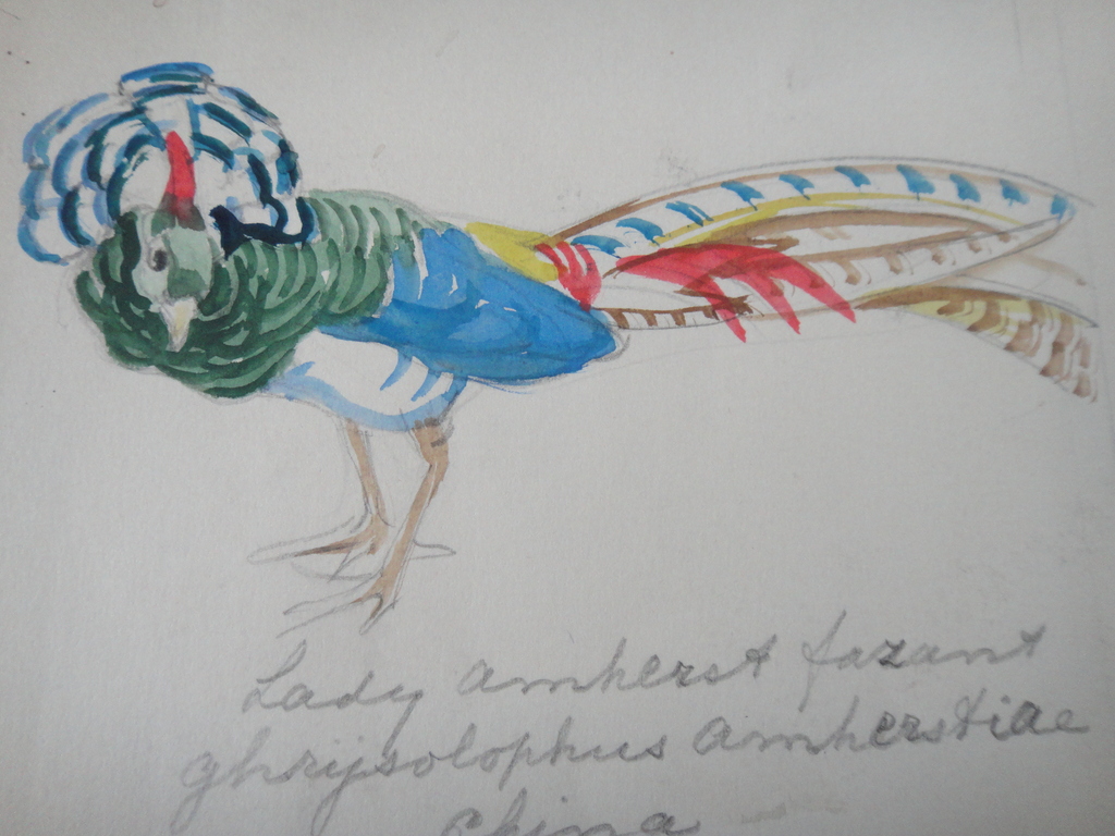 Tini van Doornik (1906-1980), aquarel, 6 schetsen van vogels kopen? Bied vanaf 1!