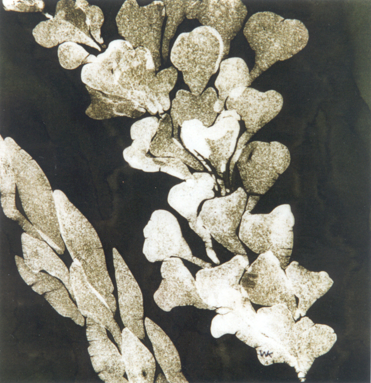 Blad en Bloem - Will Kellermann - Silkcolor(c)techniek, 45x45 cm,met museumglas. kopen? Bied vanaf 100!