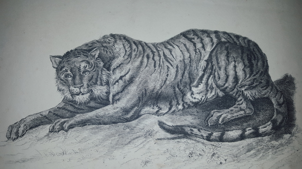 Wilhelmina Schweickhardt (1808-1878) - litho, gesigneerd kopen? Bied vanaf 1!