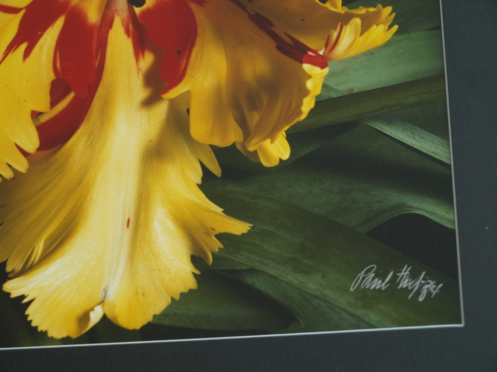 Paul Huf : Foto - Flowers - Tulp - Gesigneerd - Ingelijst - 1984  kopen? Bied vanaf 275!