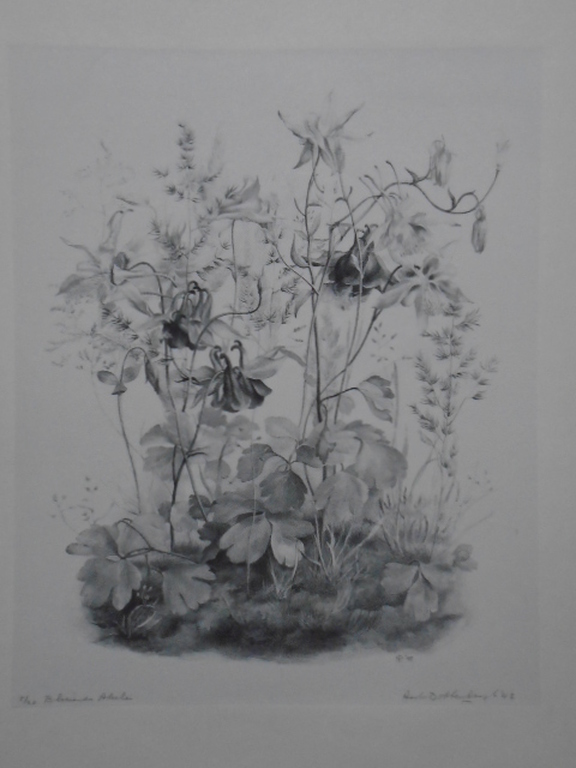 Aart van Dobbenburgh - litho - Bloeiende akelei verkocht voor € 35!
