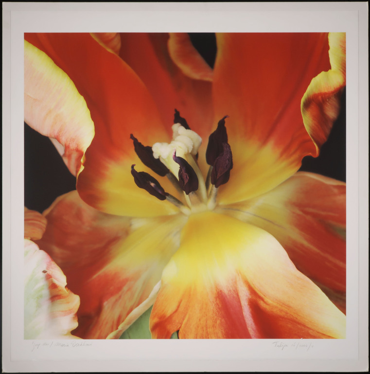 Joop Vos en Maria Berkhout: Giclee, Tulipa 16 (Groot) kopen? Bied vanaf 50!
