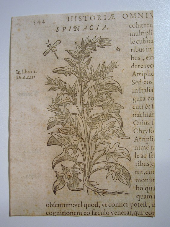 Botanische kopergravure - vroeg 18e eeuw - spinazie kopen? Bied vanaf 1!