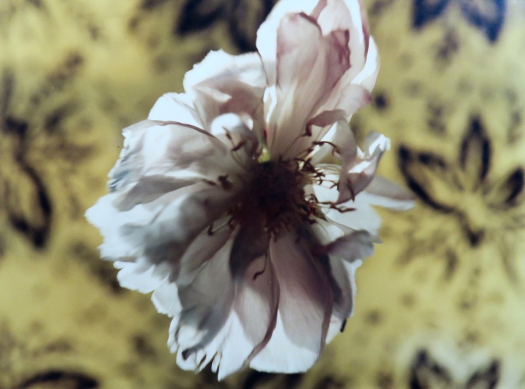 Bob Negryn: Foto, Vliegende bloem - Ingelijst kopen? Bied vanaf 1!