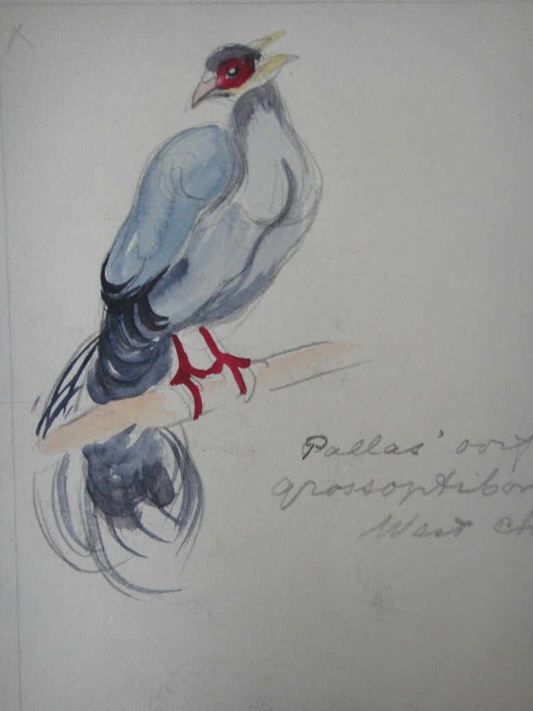 Tini van Doornik (1906-1980), aquarel, 6 schetsen van vogels kopen? Bied vanaf 1!