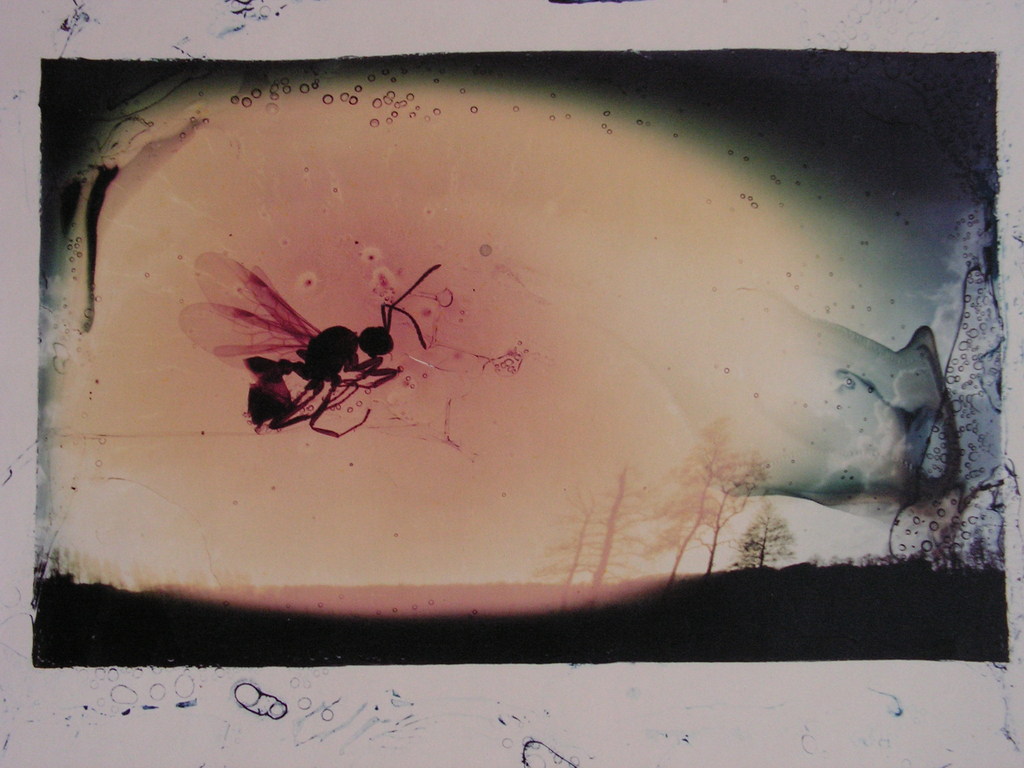 Rob Lengkeek  -  foto  -  'IJSBERG'  bijgevoegd  1 foto. Oplage 10! kopen? Bied vanaf 50!