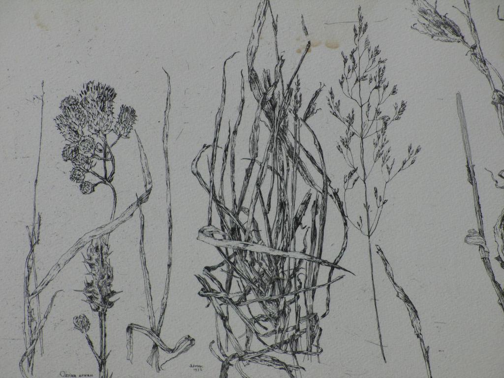 Simon Koene, Ets, Plantensoorten kopen? Bied vanaf 35!