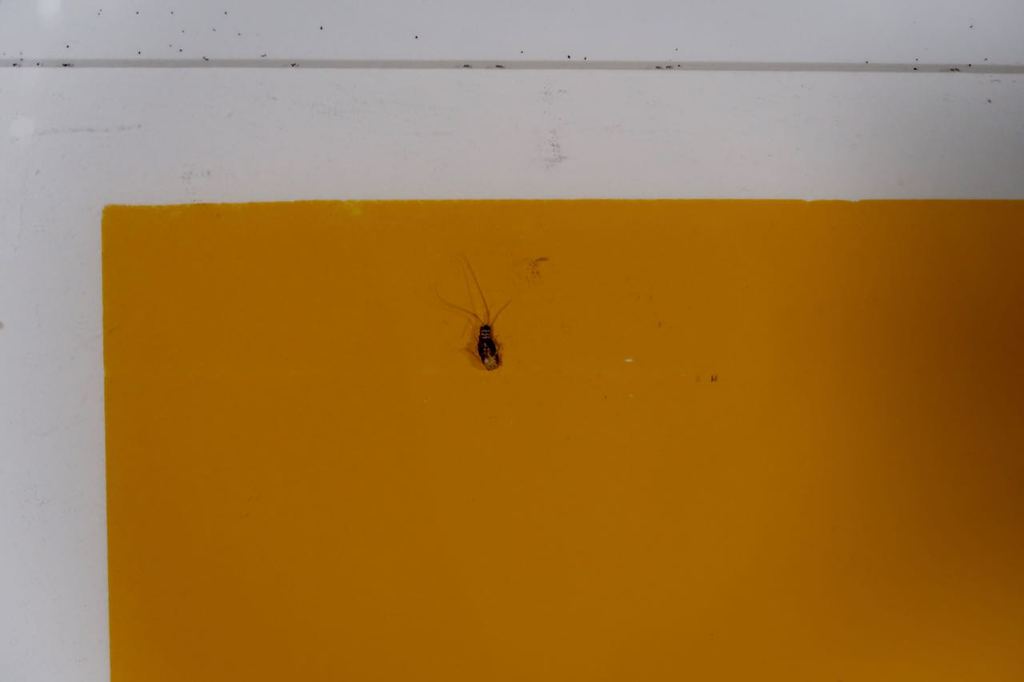 Frank Lejeune: Zeefdruk, Zonder titel - Ingelijst kopen? Bied vanaf 40!