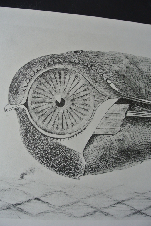 MAX ERNST -Histoire Naturelle- Blad uit de herdruk van de uitgave uit 1926. kopen? Bied vanaf 87!