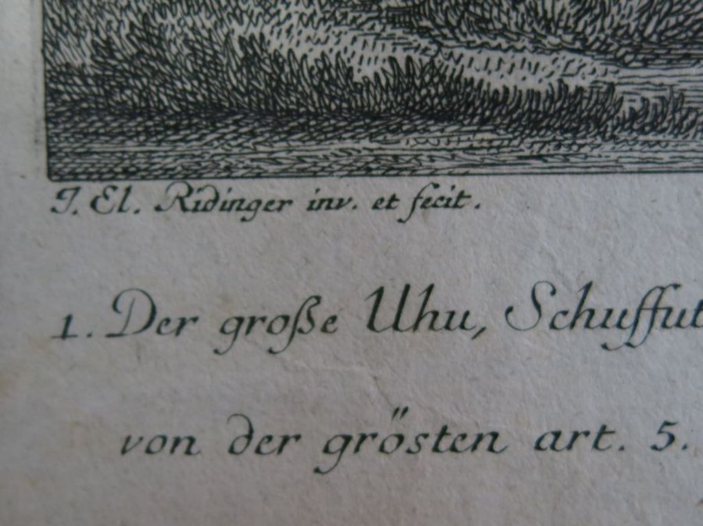 Johann Elias Ridinger: Ets, Uil II kopen? Bied vanaf 35!