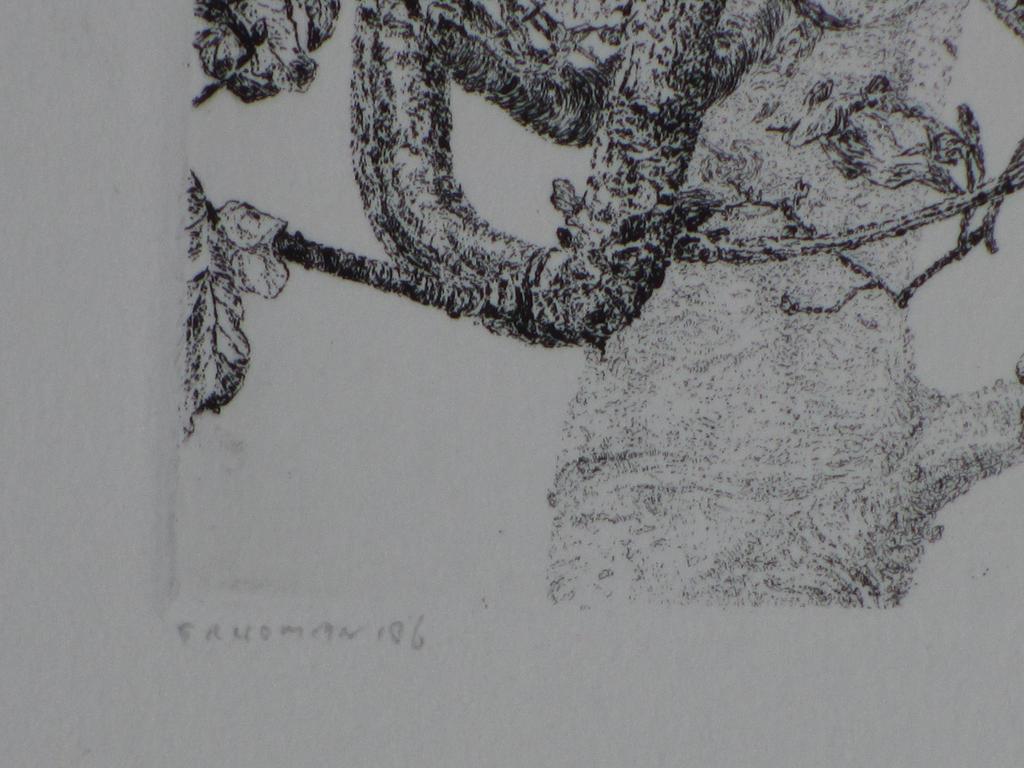 Reinder Homan, Jonge Eik, Ets kopen? Bied vanaf 85!