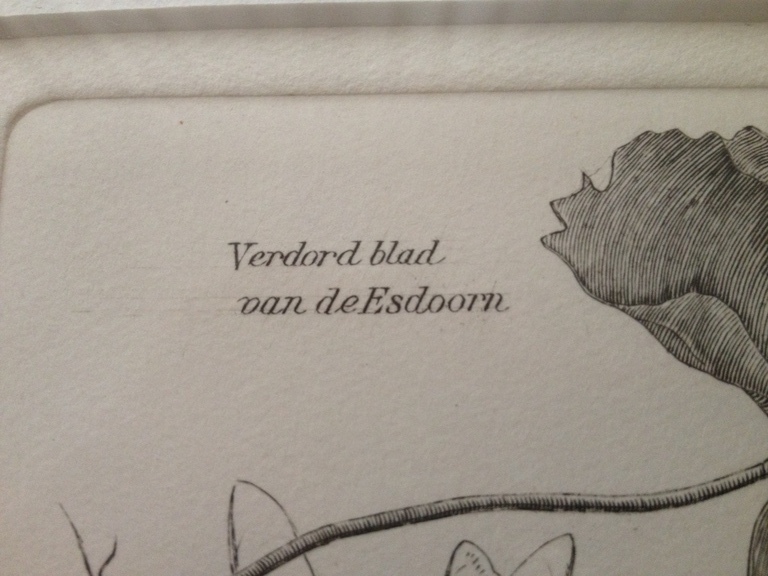 Onduidelijke gesign: Verdord blad van de Esdoorn, kopergravure, jaren ’70 [?] kopen? Bied vanaf 1!