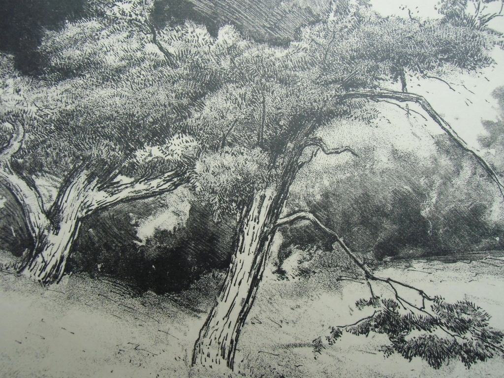 DENNEN   ///   LITHO VAN SIMON MOULIJN kopen? Bied vanaf 20!