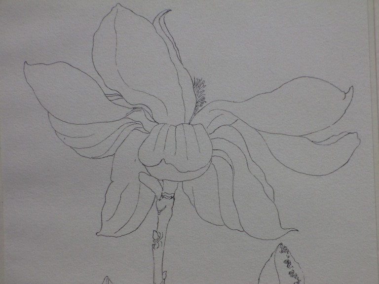 Hendrik Voskuijl, Bloeiende magnoliatak, Tekening kopen? Bied vanaf 20!