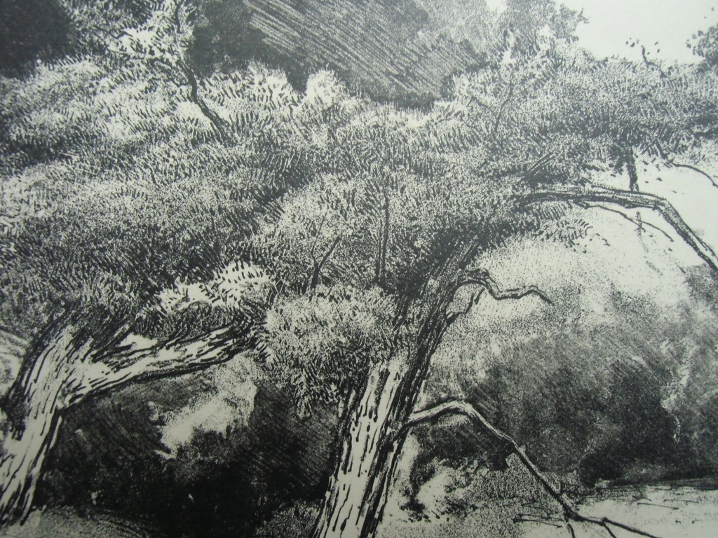 DENNEN   ///   LITHO VAN SIMON MOULIJN kopen? Bied vanaf 20!