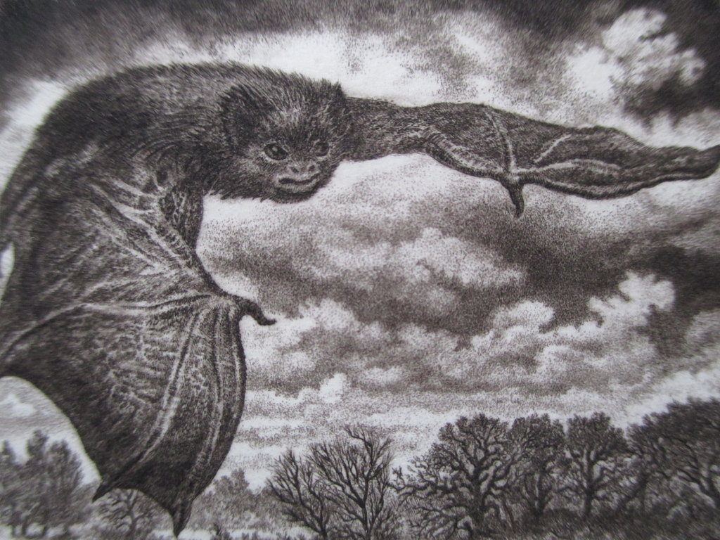 Anneke Kuijper, etsje vleermuis. kopen? Bied vanaf 25!