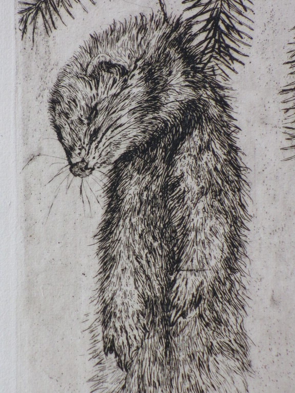 Andreas Schotel, Hermelijn in strik, Ets kopen? Bied vanaf 50!