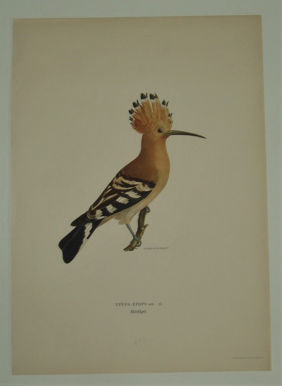 Lithogravie - Upupa Epops (De Hop) - Wilhelm von Wright - 1917 kopen? Bied vanaf 20!