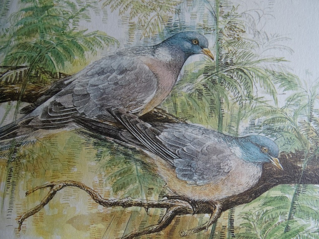 Bernadette Vos, kleurenlitho, Houtduiven kopen? Bied vanaf 1!
