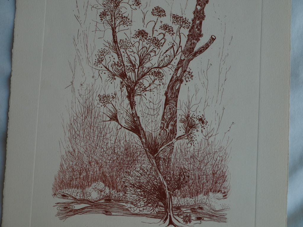 Kees de Ruijter : Ets , Bloeiende tak – gesigneerd - 1985 kopen? Bied vanaf 1!