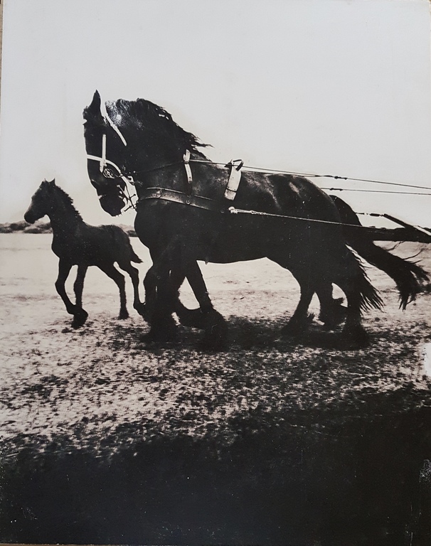 CAS OORTHUYS HANDGESIGNEERD FOTO PAARDEN FRIESLAND JAREN '50 verkocht voor € 45!