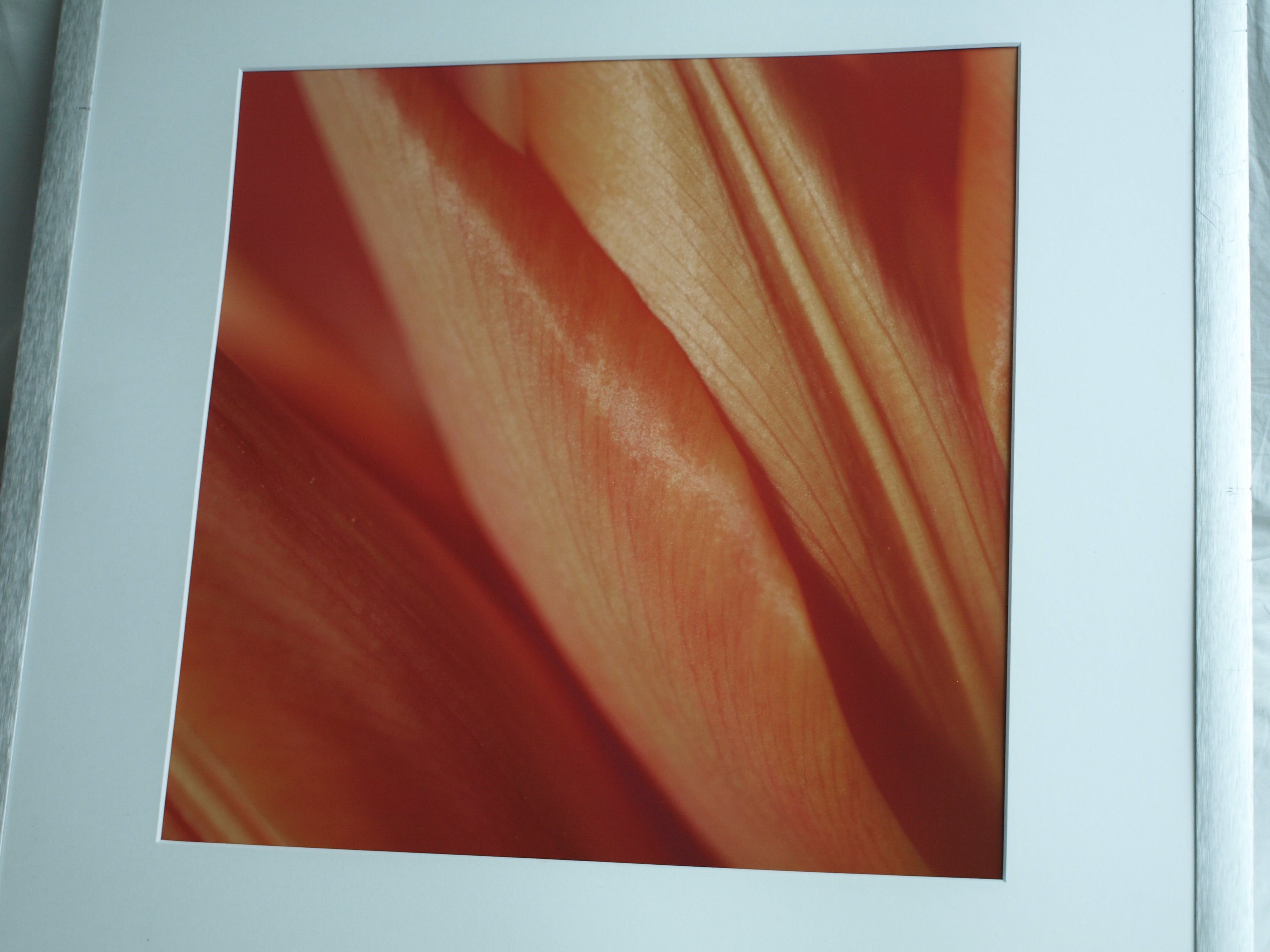 Niet of onleesbaar gesigneerd - Foto , Close-up – ingelijst  kopen? Bied vanaf 1!