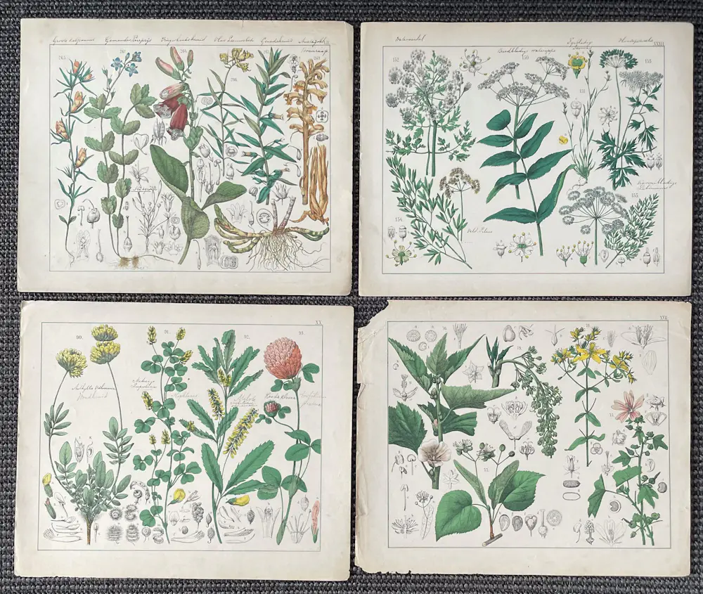 Corneille Antoine Jean Abram Oudemans (1825-1906)