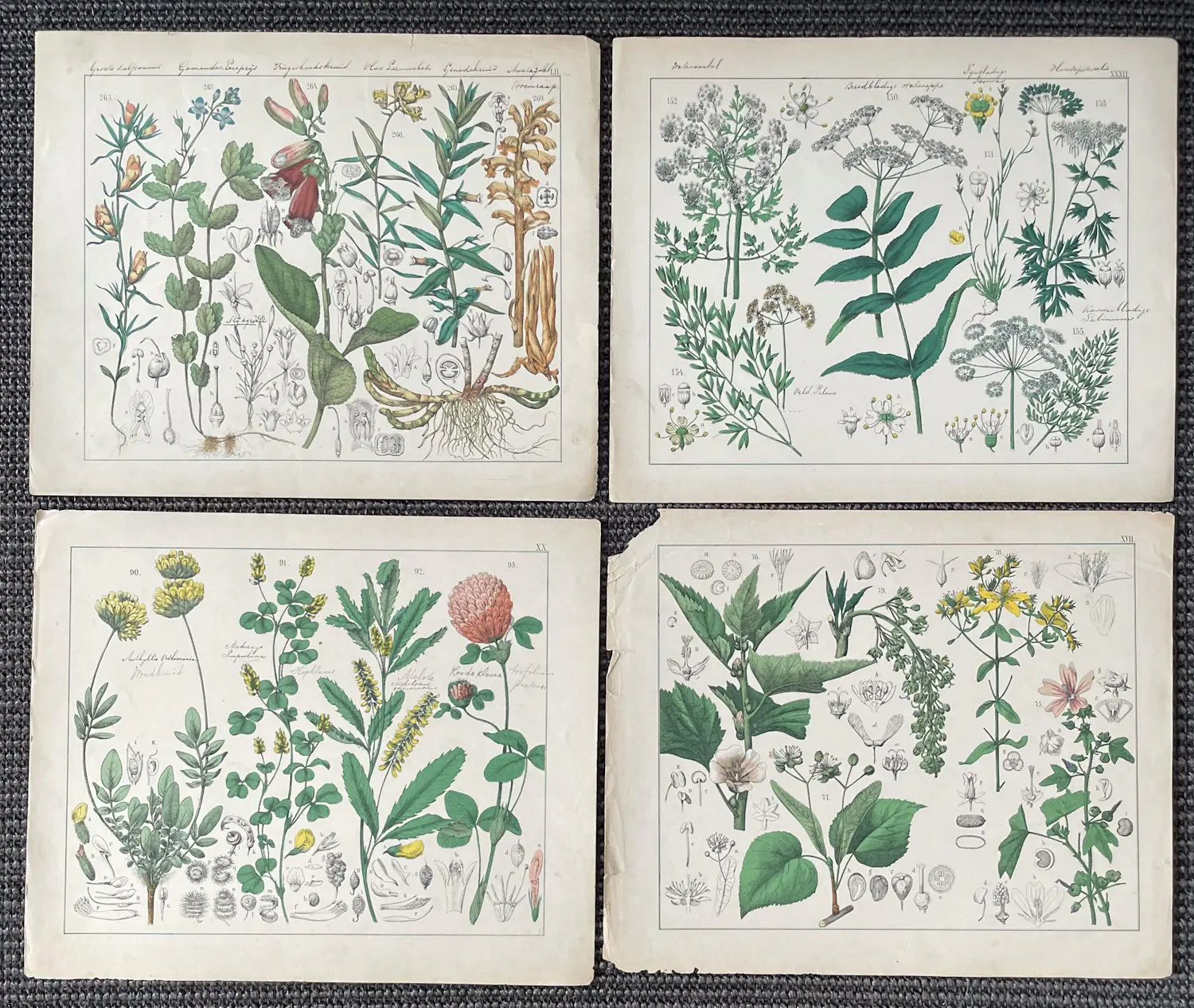 Corneille Antoine Jean Abram Oudemans (1825-1906)