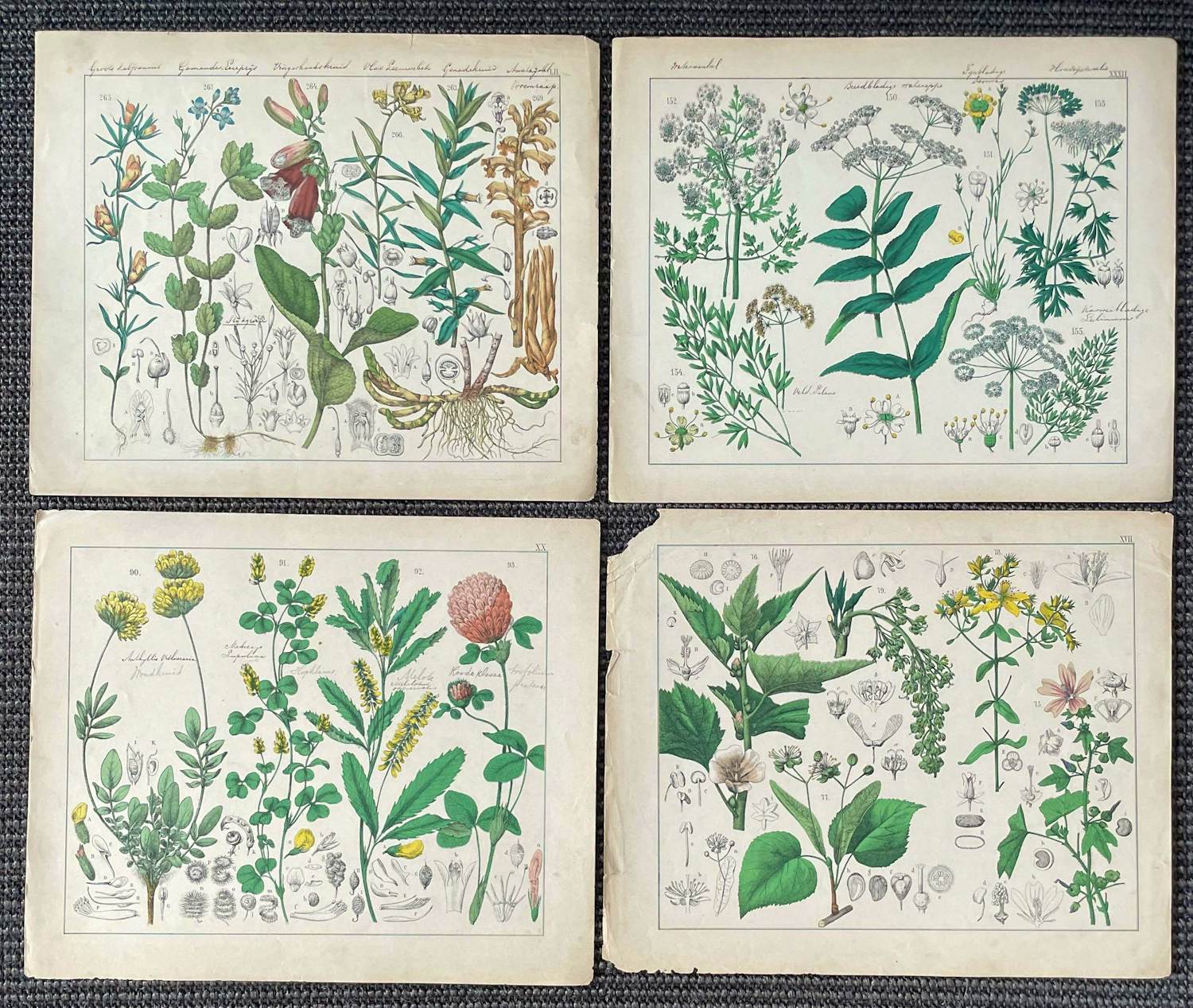 Corneille Antoine Jean Abram Oudemans - Flora van Nederland kopen? Bied vanaf 200!