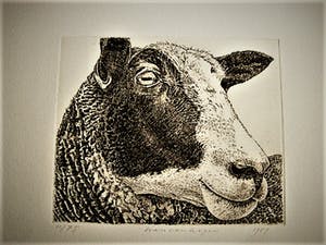 Han van Hagen - Ambachtelijk Graficus - Kleine oplage Ets - Zwartbles schaap - potloodgesigneerd kopen? Bied vanaf 30!