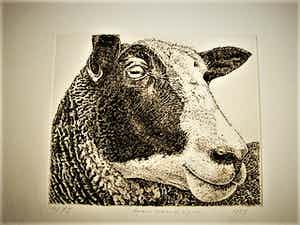 Han van Hagen - Ambachtelijk Graficus - Kleine oplage Ets - Zwartbles schaap - potloodgesigneerd verkocht voor € 30!