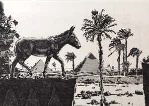 Simon Koene - Egypte met muilezel verkocht voor € 25!