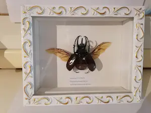AcheterNiet of onleesbaar gesigneerd - Taxidermy? Enchérissez de 10!