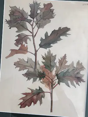 Gretha Pieck - studie van een eikenblad kopen? Bied vanaf 100!